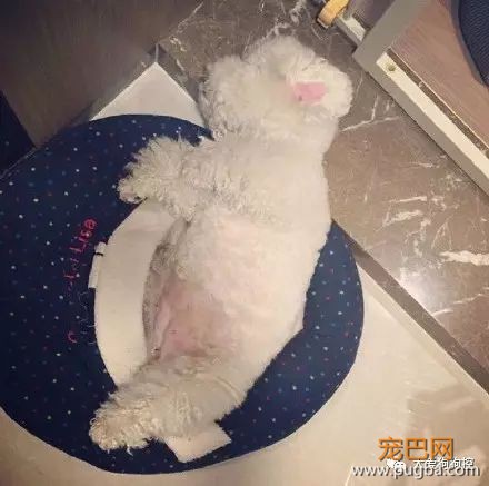 养一只比熊后的生活，真的是超级甜蜜！-17.jpeg