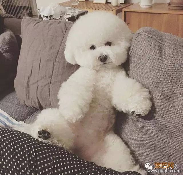 养一只比熊后的生活，真的是超级甜蜜！-16.jpeg