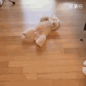 养一只比熊后的生活，真的是超级甜蜜！-20.gif