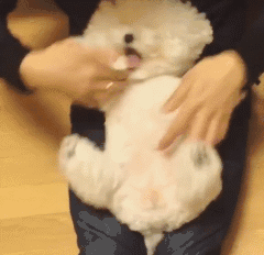养一只比熊后的生活，真的是超级甜蜜！-18.gif