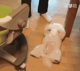 养一只比熊后的生活，真的是超级甜蜜！-19.gif