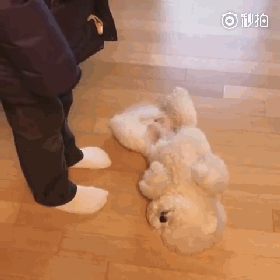 养一只比熊后的生活，真的是超级甜蜜！-22.gif