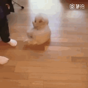 养一只比熊后的生活，真的是超级甜蜜！-21.gif