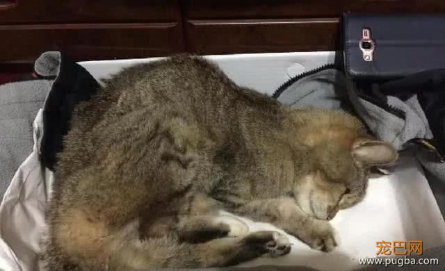 铲屎官对猫咪有严重过敏，但仍旧不离不弃，守护爱猫21个年头-6.jpeg