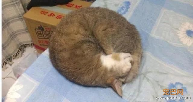 铲屎官对猫咪有严重过敏，但仍旧不离不弃，守护爱猫21个年头-5.jpeg
