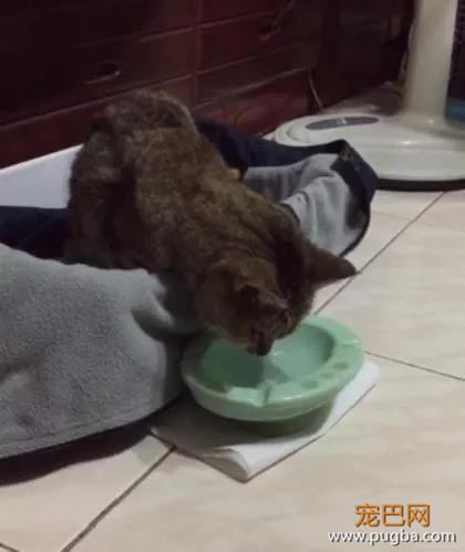 铲屎官对猫咪有严重过敏，但仍旧不离不弃，守护爱猫21个年头-7.jpeg