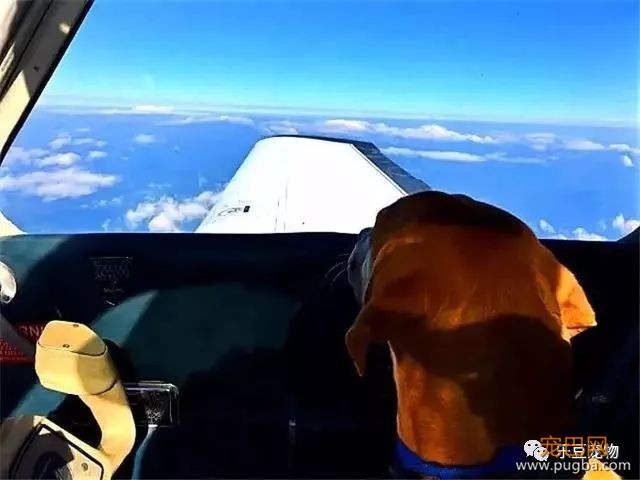 这得是有多爱狗啊，男子购买私人飞机只是救助运送流浪狗！-7.jpeg