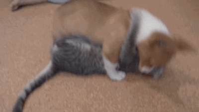 这只二哈为了让猫咪陪它耍，各种献媚讨好看得好尴尬！-1.gif
