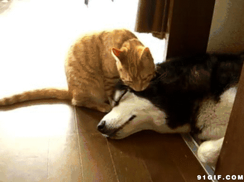 这只二哈为了让猫咪陪它耍，各种献媚讨好看得好尴尬！-3.gif