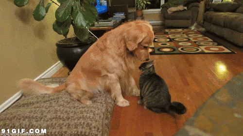 这只二哈为了让猫咪陪它耍，各种献媚讨好看得好尴尬！-2.gif