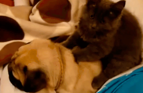 这只二哈为了让猫咪陪它耍，各种献媚讨好看得好尴尬！-4.gif