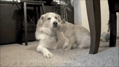 这只二哈为了让猫咪陪它耍，各种献媚讨好看得好尴尬！-5.gif