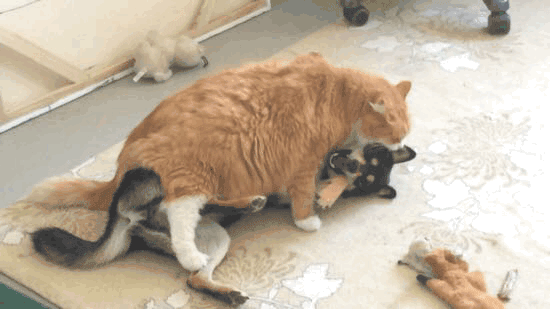 这只二哈为了让猫咪陪它耍，各种献媚讨好看得好尴尬！-6.gif