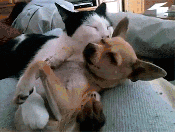 这只二哈为了让猫咪陪它耍，各种献媚讨好看得好尴尬！-7.gif
