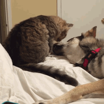 这只二哈为了让猫咪陪它耍，各种献媚讨好看得好尴尬！-8.gif