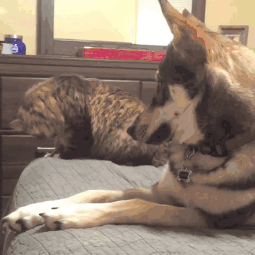 这只二哈为了让猫咪陪它耍，各种献媚讨好看得好尴尬！-9.gif
