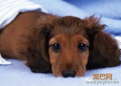 宠物狗初感染犬瘟症状与感冒相似，应怎样分辨？-3.jpeg