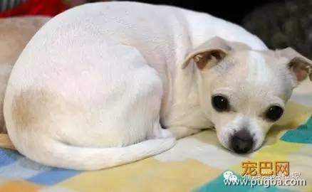 宠物狗初感染犬瘟症状与感冒相似，应怎样分辨？-1.jpeg