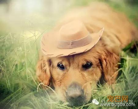 为什么有些宠物狗要断尾？-1.jpeg