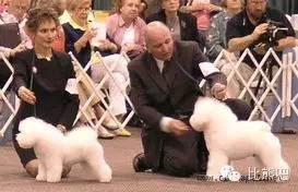 什么是纯种犬的“失格”？-2.jpeg