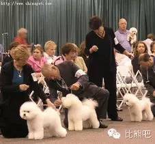 什么是纯种犬的“失格”？-1.jpeg