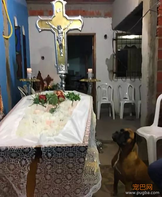 爱犬和主人共同对抗病魔六年，主人走时，狗狗哭了！-2.jpeg