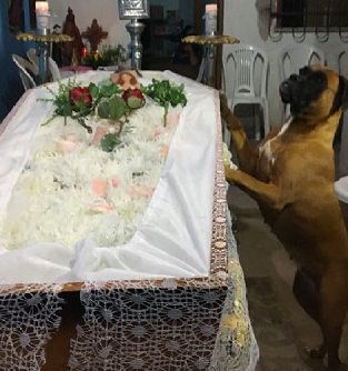 爱犬和主人共同对抗病魔六年，主人走时，狗狗哭了！-3.jpeg