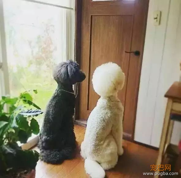 一出生就有三只巨贵组成的黑白骑士团等着宠你，这人生开挂了吧！-13.jpeg