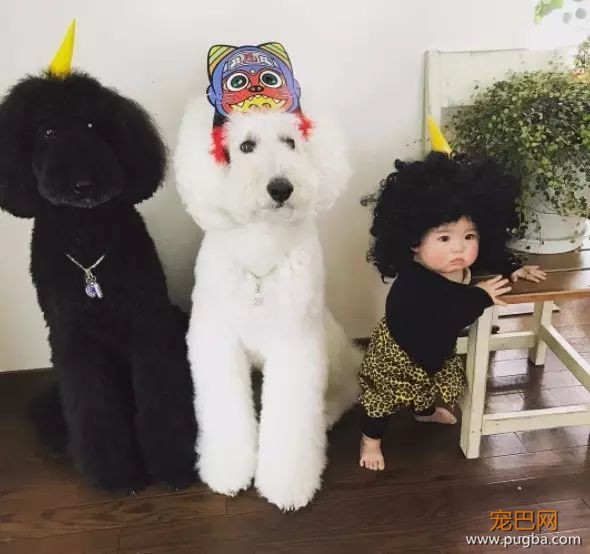 一出生就有三只巨贵组成的黑白骑士团等着宠你，这人生开挂了吧！-9.jpeg