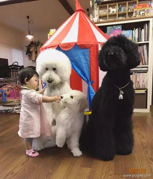 一出生就有三只巨贵组成的黑白骑士团等着宠你，这人生开挂了吧！-21.jpeg