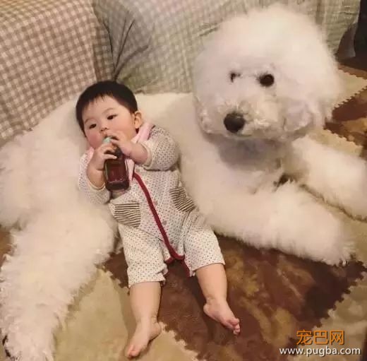 一出生就有三只巨贵组成的黑白骑士团等着宠你，这人生开挂了吧！-15.jpeg