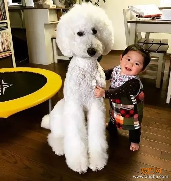 一出生就有三只巨贵组成的黑白骑士团等着宠你，这人生开挂了吧！-17.jpeg