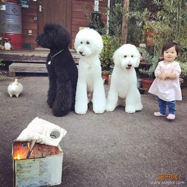 一出生就有三只巨贵组成的黑白骑士团等着宠你，这人生开挂了吧！-25.jpeg