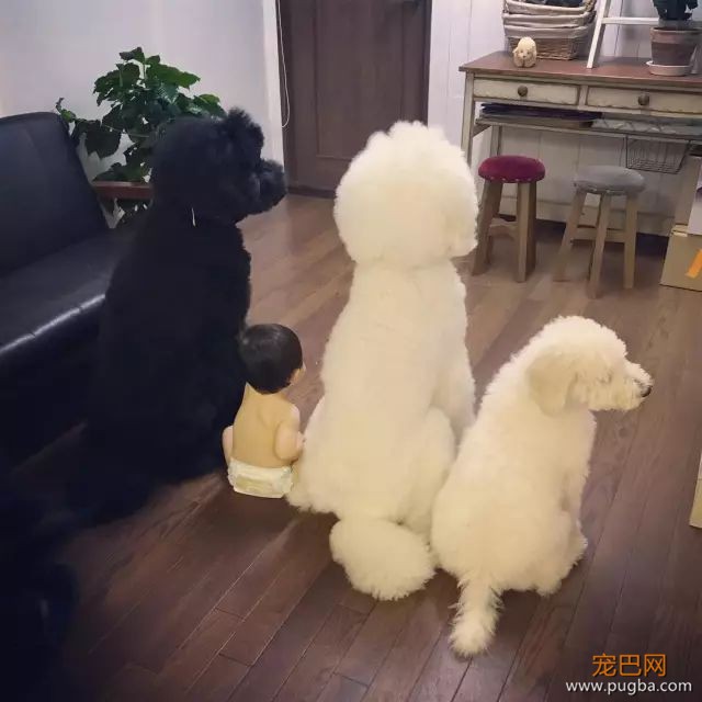 一出生就有三只巨贵组成的黑白骑士团等着宠你，这人生开挂了吧！-24.jpeg