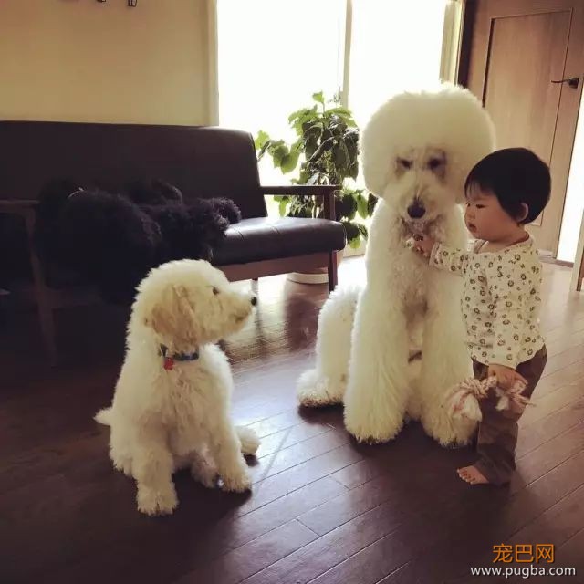 一出生就有三只巨贵组成的黑白骑士团等着宠你，这人生开挂了吧！-22.jpeg