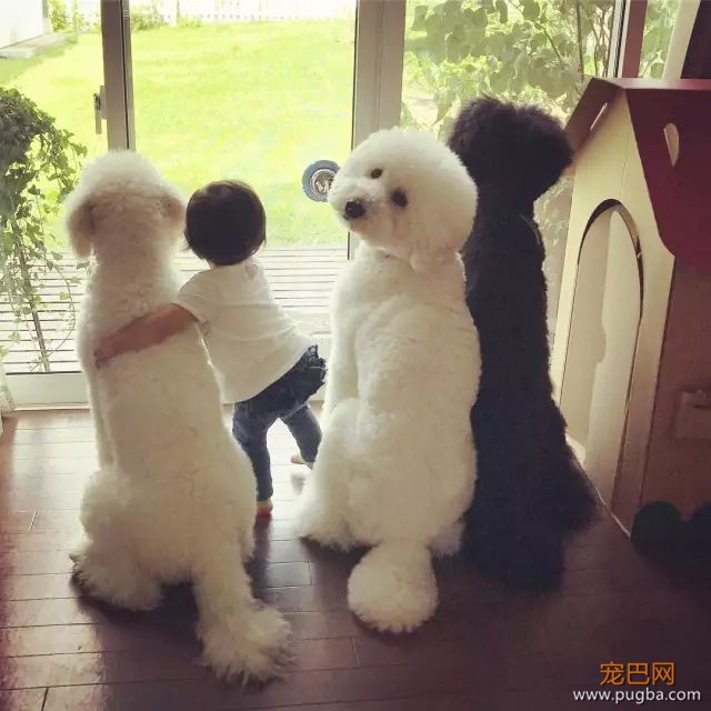 一出生就有三只巨贵组成的黑白骑士团等着宠你，这人生开挂了吧！-27.jpeg