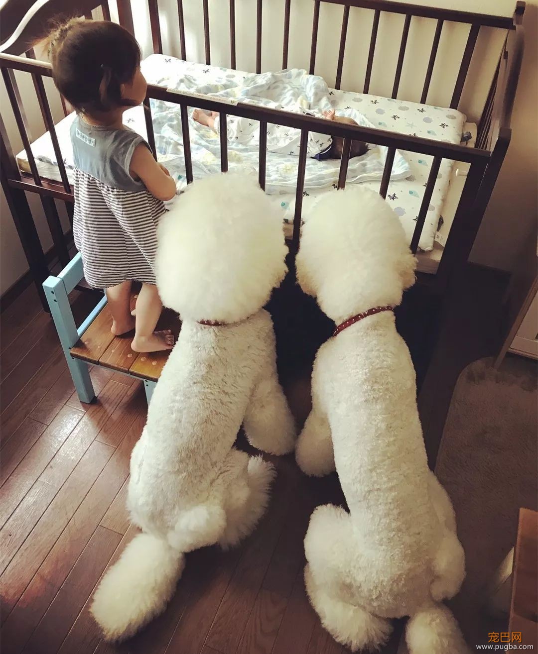 一出生就有三只巨贵组成的黑白骑士团等着宠你，这人生开挂了吧！-31.jpeg