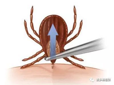 春季狗狗寄生虫病高发期，宠主该如何应对？-2.jpeg
