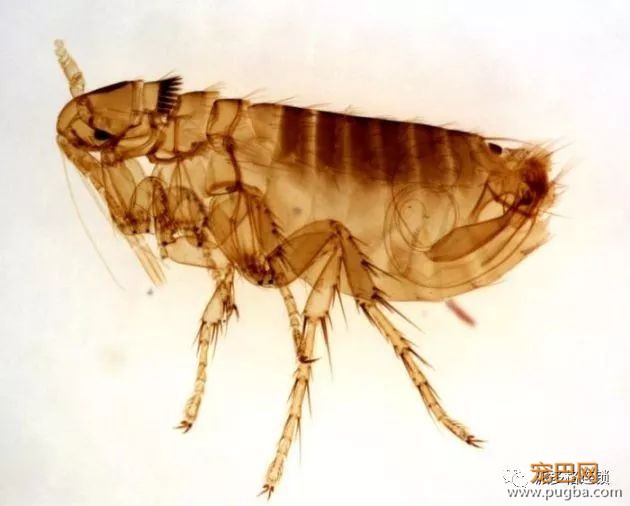 春季狗狗寄生虫病高发期，宠主该如何应对？-1.jpeg