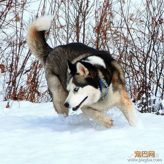 【狗狗发情】宠物狗发情有哪些症状-1.jpeg