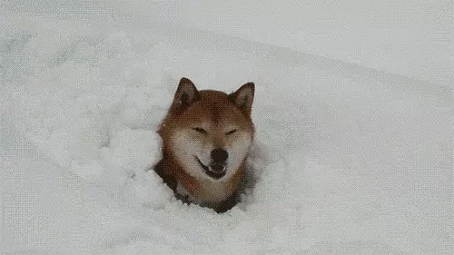 繁殖者：“希望下一个十年，我还做着自己喜欢的事”-3.gif