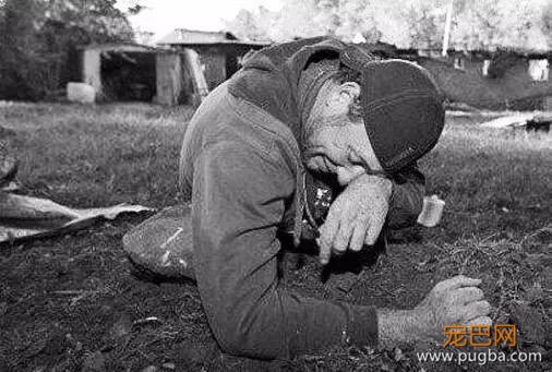 狗狗的感人故事图片,你能忍到第几张不哭?-2.jpeg