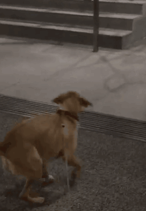 养一只有缺陷的狗狗，需要多大的勇气？-5.gif