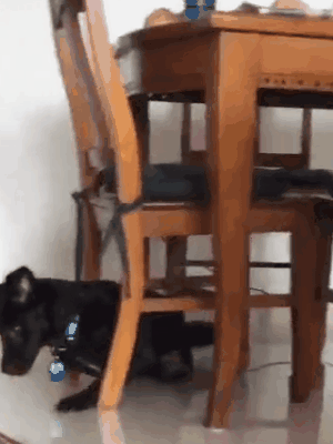 养一只有缺陷的狗狗，需要多大的勇气？-7.gif