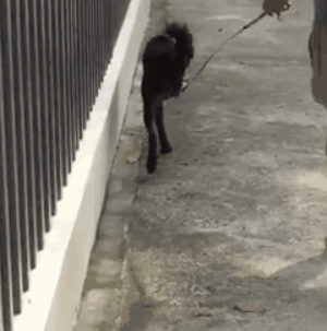养一只有缺陷的狗狗，需要多大的勇气？-31.gif