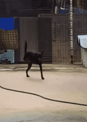 养一只有缺陷的狗狗，需要多大的勇气？-33.gif