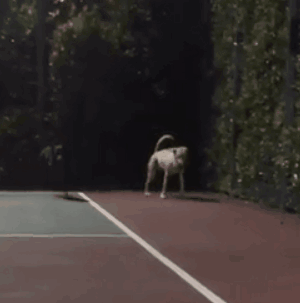 养一只有缺陷的狗狗，需要多大的勇气？-32.gif