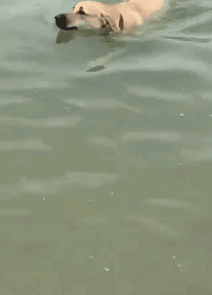 养一只有缺陷的狗狗，需要多大的勇气？-34.gif