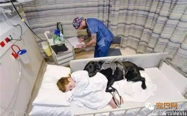狗狗不肯离开生病小主人，背后的原因让人泪崩！-8.jpeg