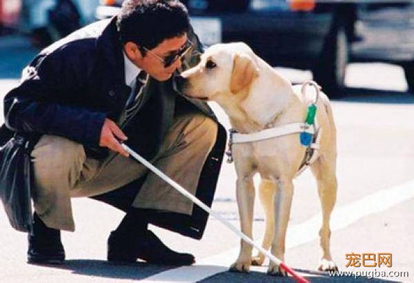 英国导盲犬退役后“安乐死”处理，退役的导盲犬该不该被安乐死？-4.jpeg